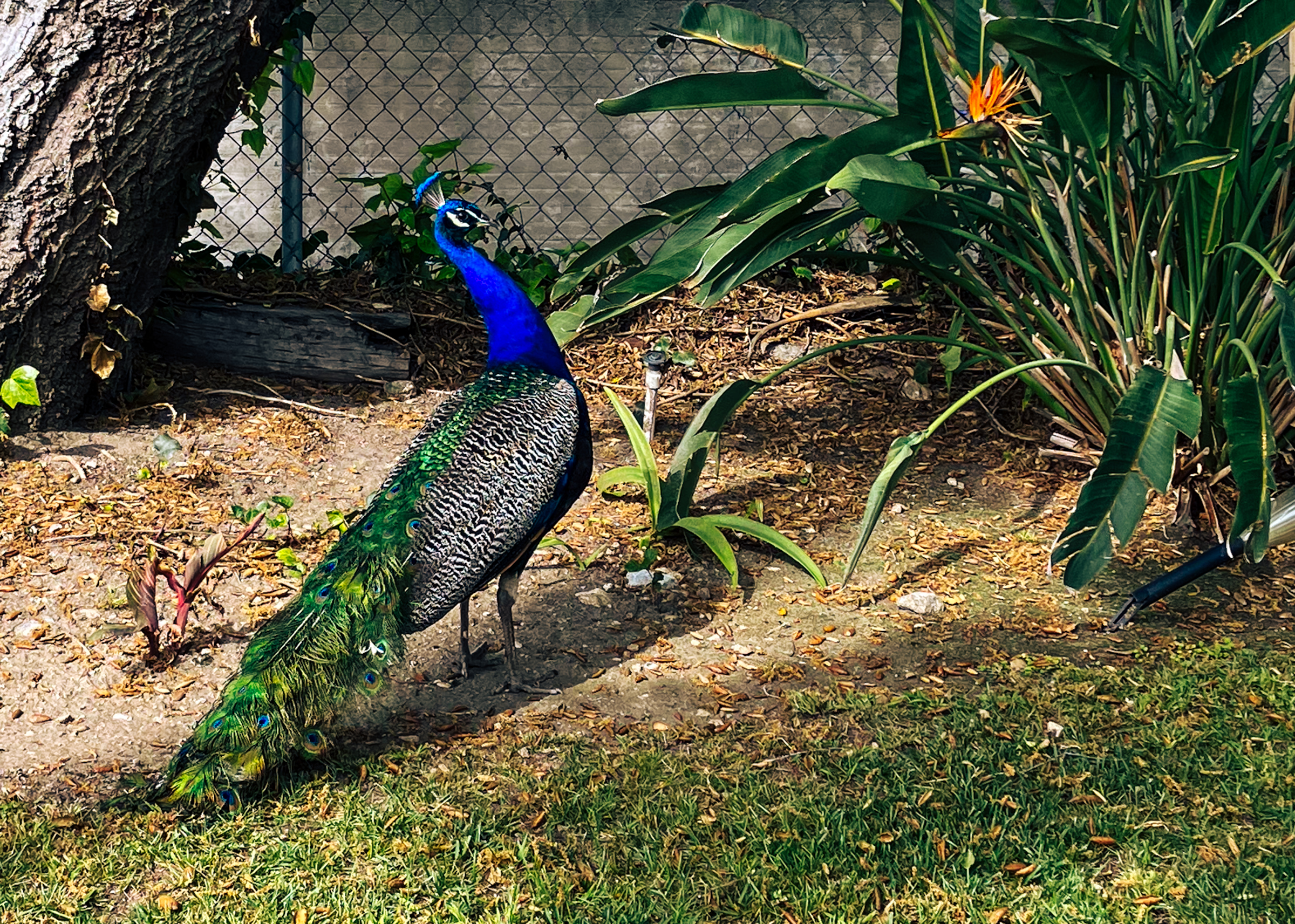 Colorful peacock on grass lawn.